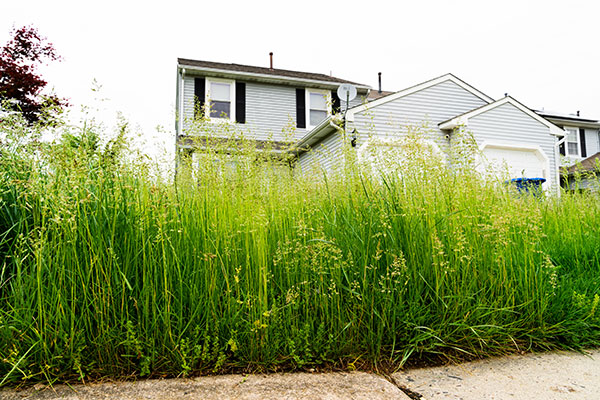 home-with-tall-grass